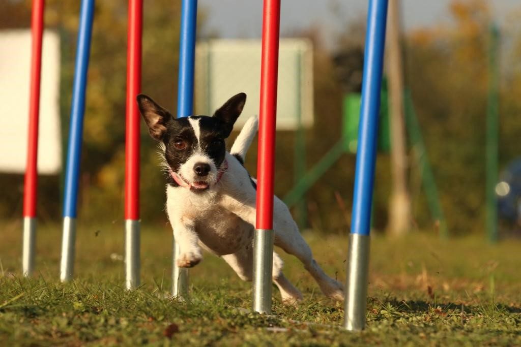 Hund im Slalom auf dem Agility-Parcours