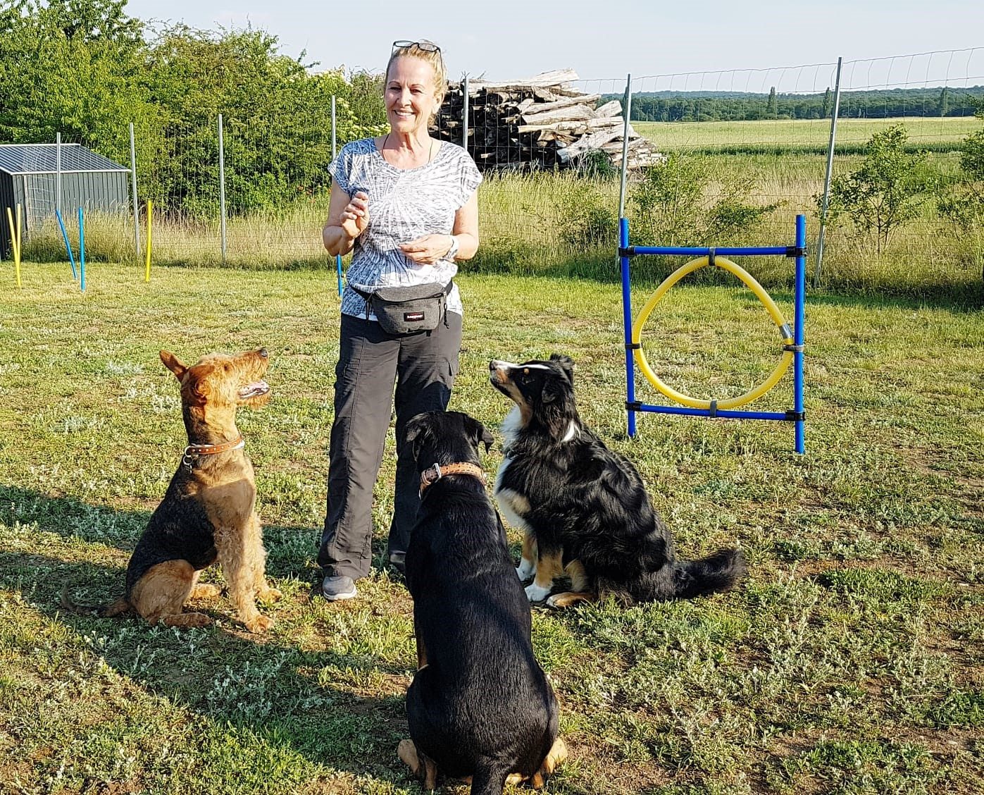 Gruppe von Hunden beim Grundgehorsamstraining